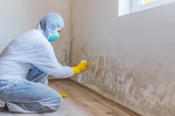 Licensed Mold Testing service in Broadway, VA - WQB Mold Removal